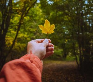 Hand holding an orange leaf in a forest during autumn